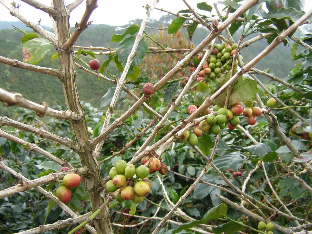 Cành cà phê trĩu quả xanh lẫn quả chín đỏ trên đồi trồng cà phê gần Đà Lạt
